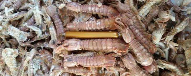 皮皮蝦中間的紅色硬長條能吃嗎