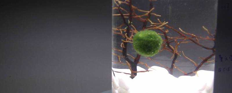 海藻球如何看是否死了