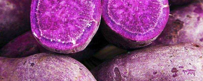 發芽紫薯能吃嗎