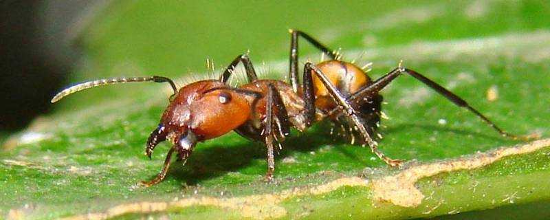 如何用螞蟻洞辨別方向