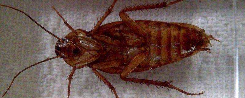 臥室發現蟑螂說明什麼