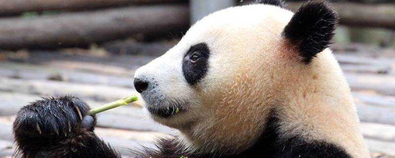 大熊貓吃的竹子是什麼種類的