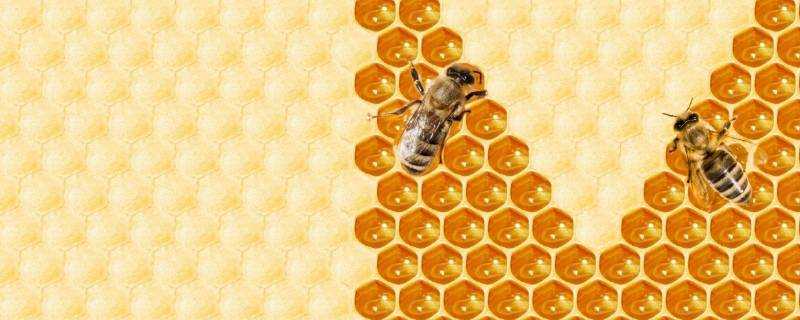 蜂蜜時間長了有白色沉澱是怎麼回事