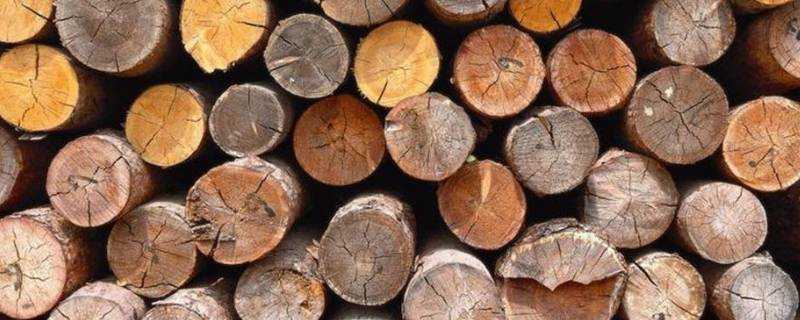 怎麼去除幹木頭的樹皮