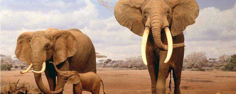 大象一般是透過什麼方式來防曬的