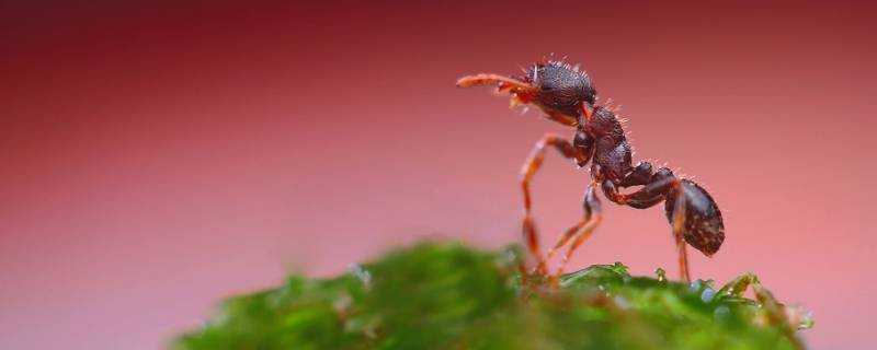 家有紅螞蟻說明了什麼