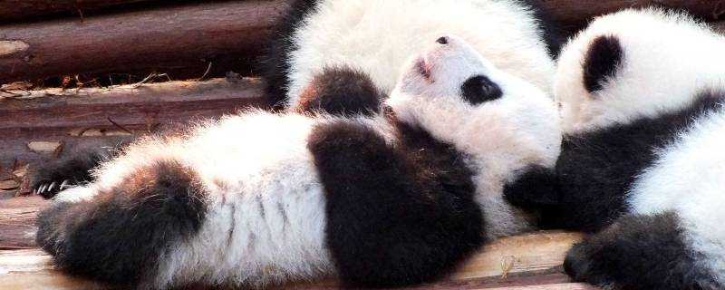 熊貓的特徵和特點是什麼