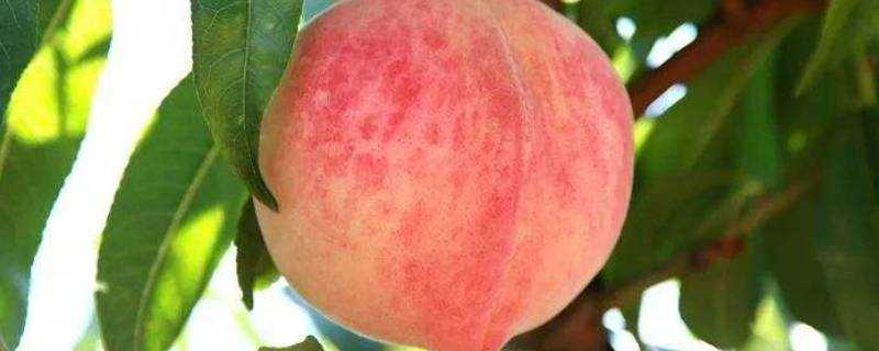 桃子可以煮熟吃嗎