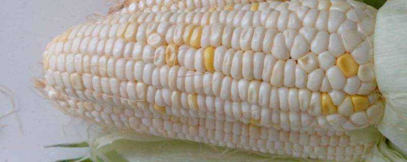白玉米為什麼變黃