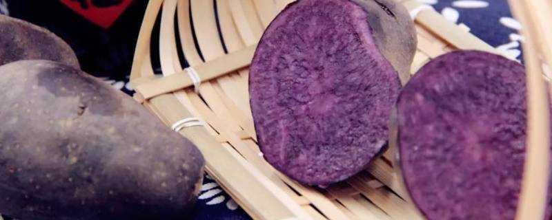 紫色土豆和普通土豆有什麼區別