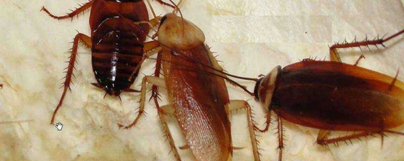 蟑螂怕水嗎淹死嗎