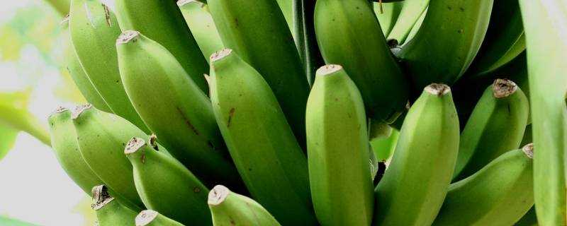 青香蕉幾天能變成黃香蕉
