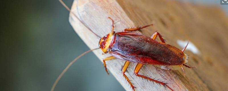 蟑螂不吃東西能活多久