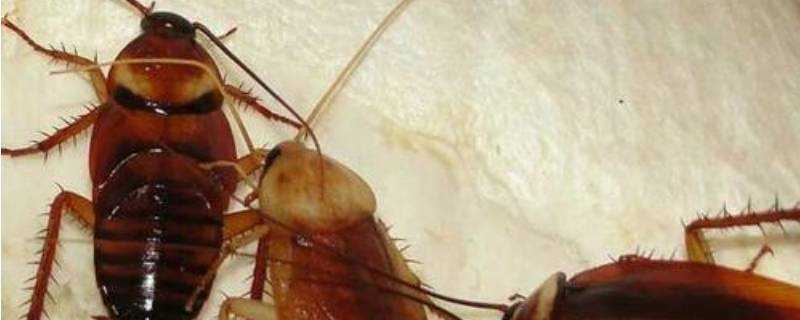 蟑螂怕花露水嗎