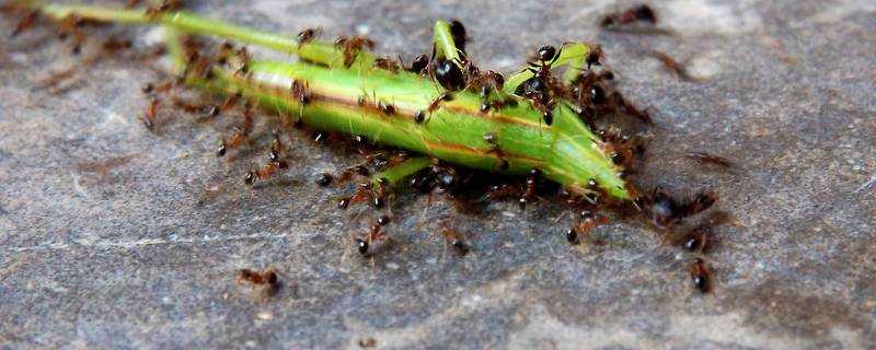 酒精可以殺螞蟻嗎