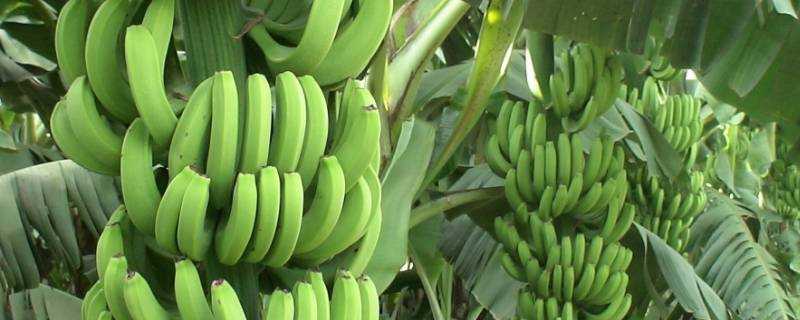 青皮香蕉能吃嗎