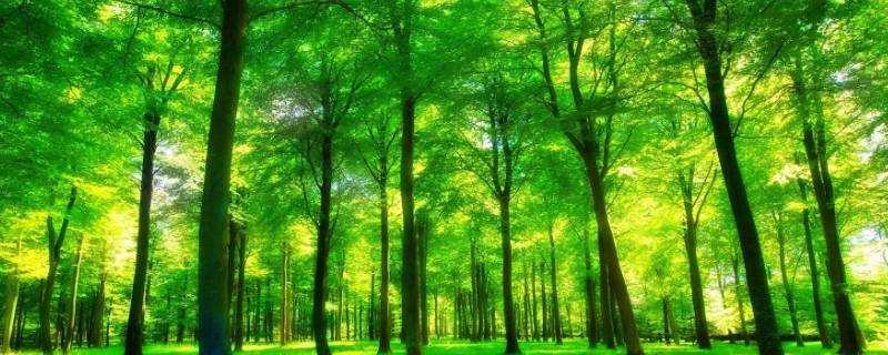 森林在什麼方面起重要作用