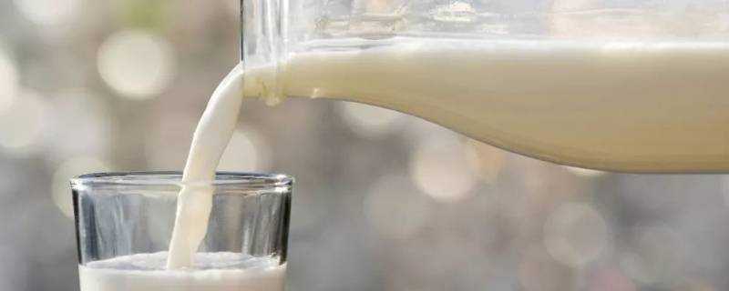 牛奶為什麼被稱為液體面包