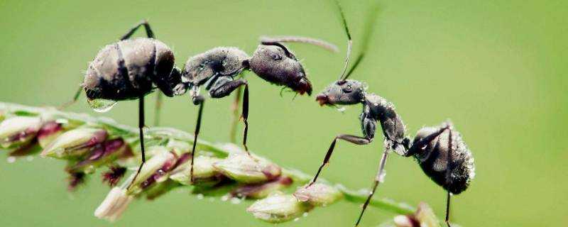 驅趕螞蟻簡單的方法