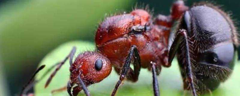 紅色螞蟻咬人有毒嗎