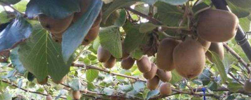 成熟的獼猴桃怎麼儲存