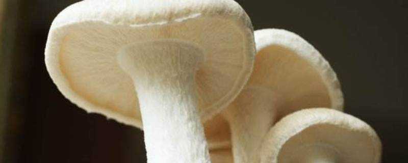 蘑菇炒多久熟