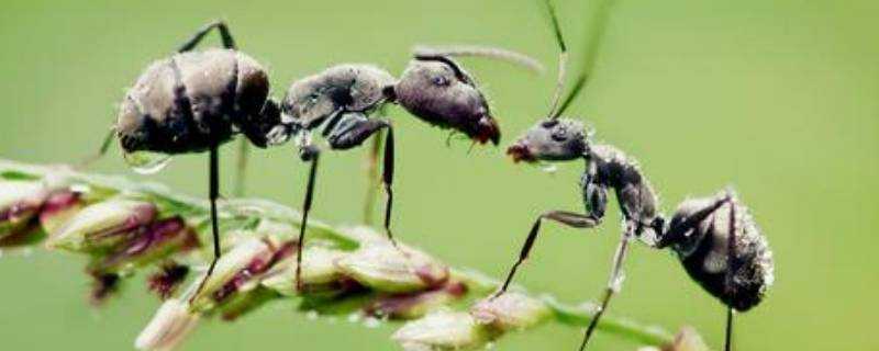 螞蟻是用什麼來辨味的