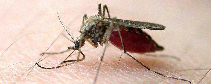 噴香水可以驅蚊子嗎