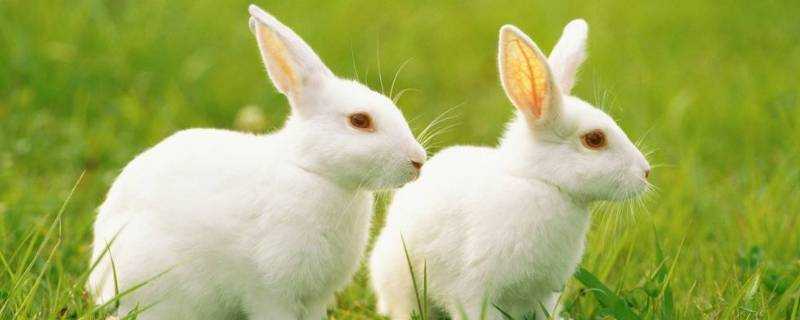 小兔子用什麼來辨味