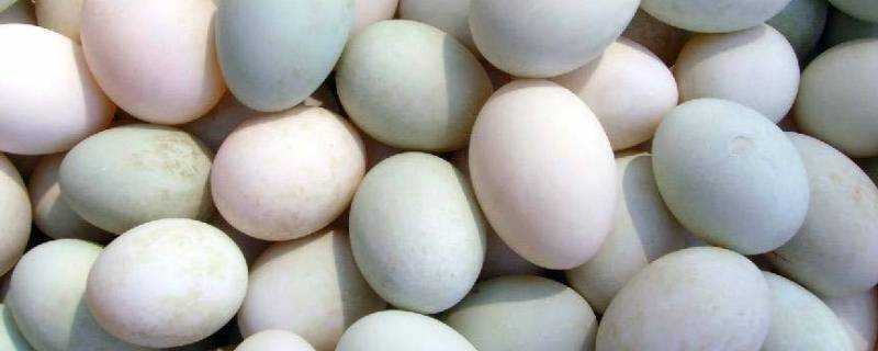 鴨蛋是什麼顏色