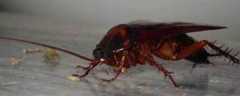 蟑螂有痛覺嗎