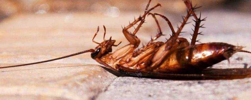 蟑螂害怕什麼氣味