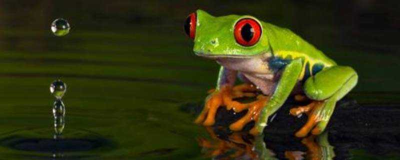 青蛙怎麼辨別味道
