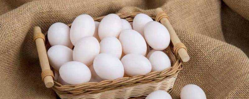 鴿子蛋怎麼存放