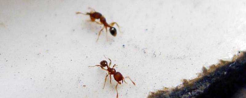螞蟻怎樣消滅乾淨