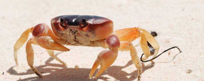 螃蟹什麼部位不能吃