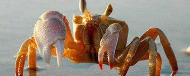 生河蟹能吃嗎