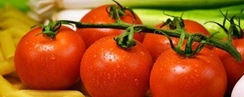 西紅柿裡面為什麼有白點點