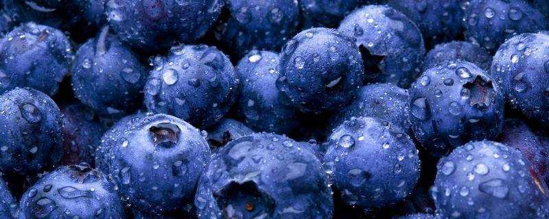 藍莓冷凍後花青素會消失嗎