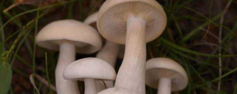 白色傘狀蘑菇叫什麼