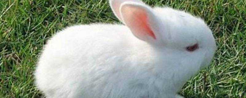 小白兔用什麼辨味