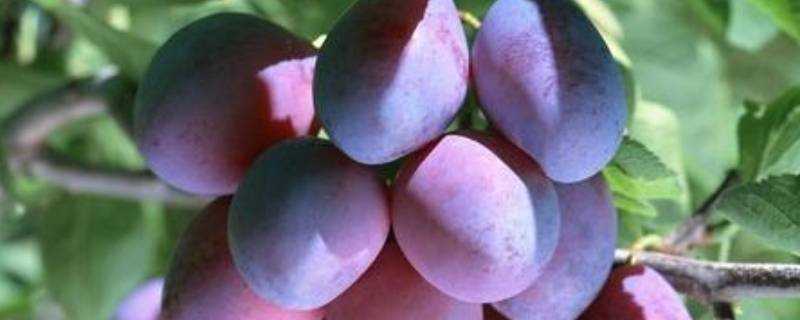 pruneplums是什麼水果