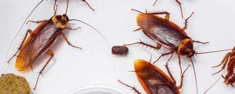 蟑螂多久會餓死