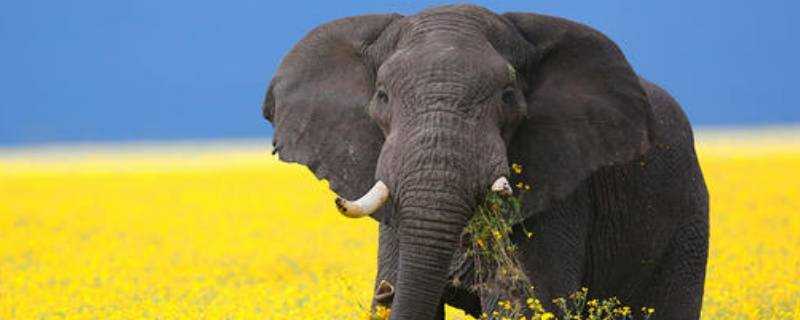 大象的特徵和特點是什麼