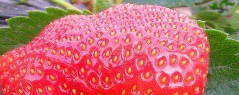 草莓上的小顆粒是什麼
