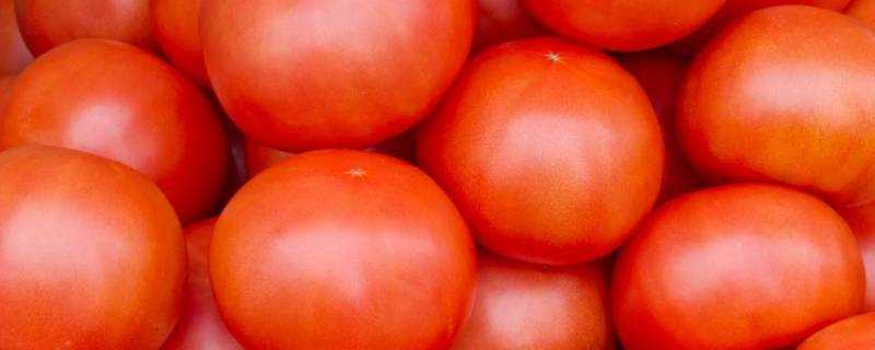 西紅柿的籽是綠色的能吃嗎