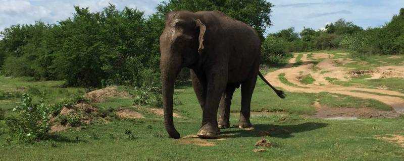 大象有什麼特點和本領