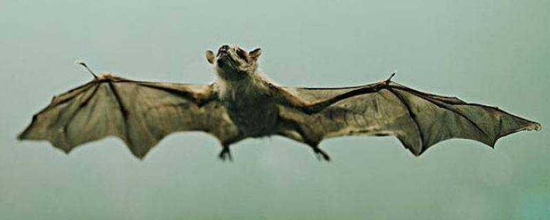 蝙蝠為什麼能發出超聲波