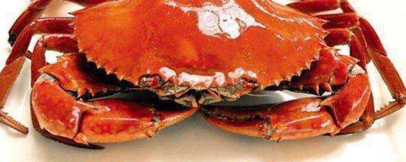 插旗蟹是什麼螃蟹