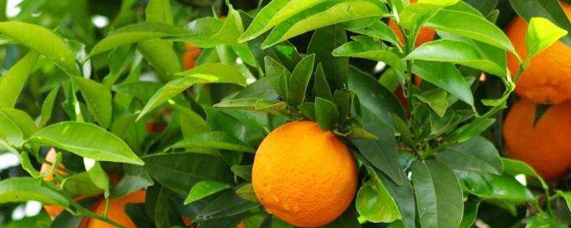 橘子常溫儲存還是放冰箱